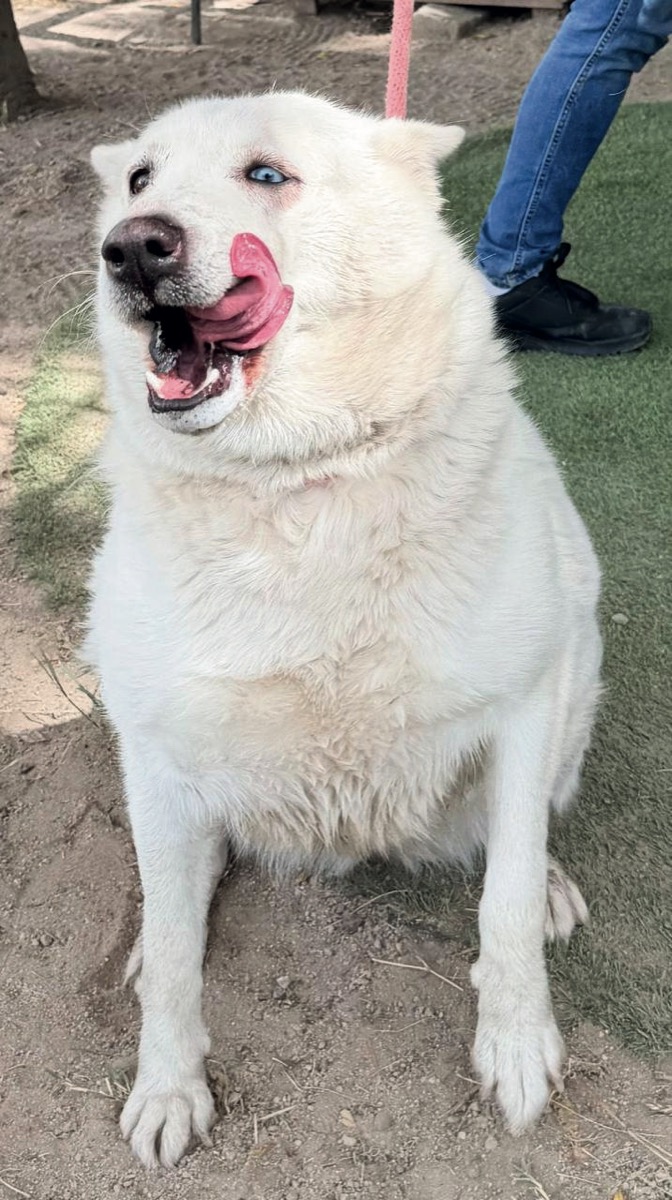 Akira, perro rescatado de Instinto AC