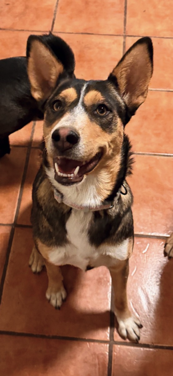 Aria, perro rescatado de Instinto AC