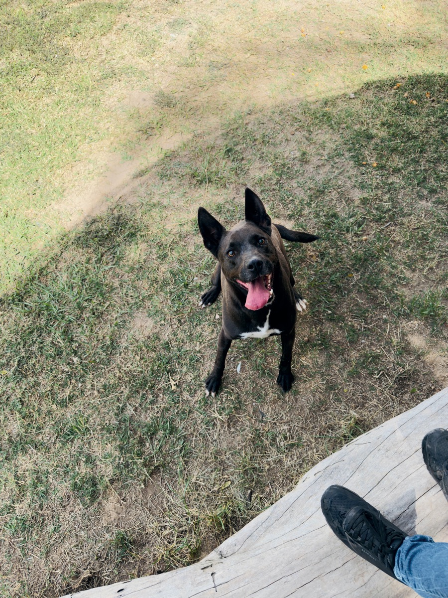 Aro, perro rescatado de Instinto AC