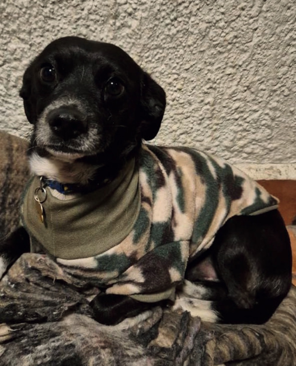 Bogui, perro rescatado de Instinto AC