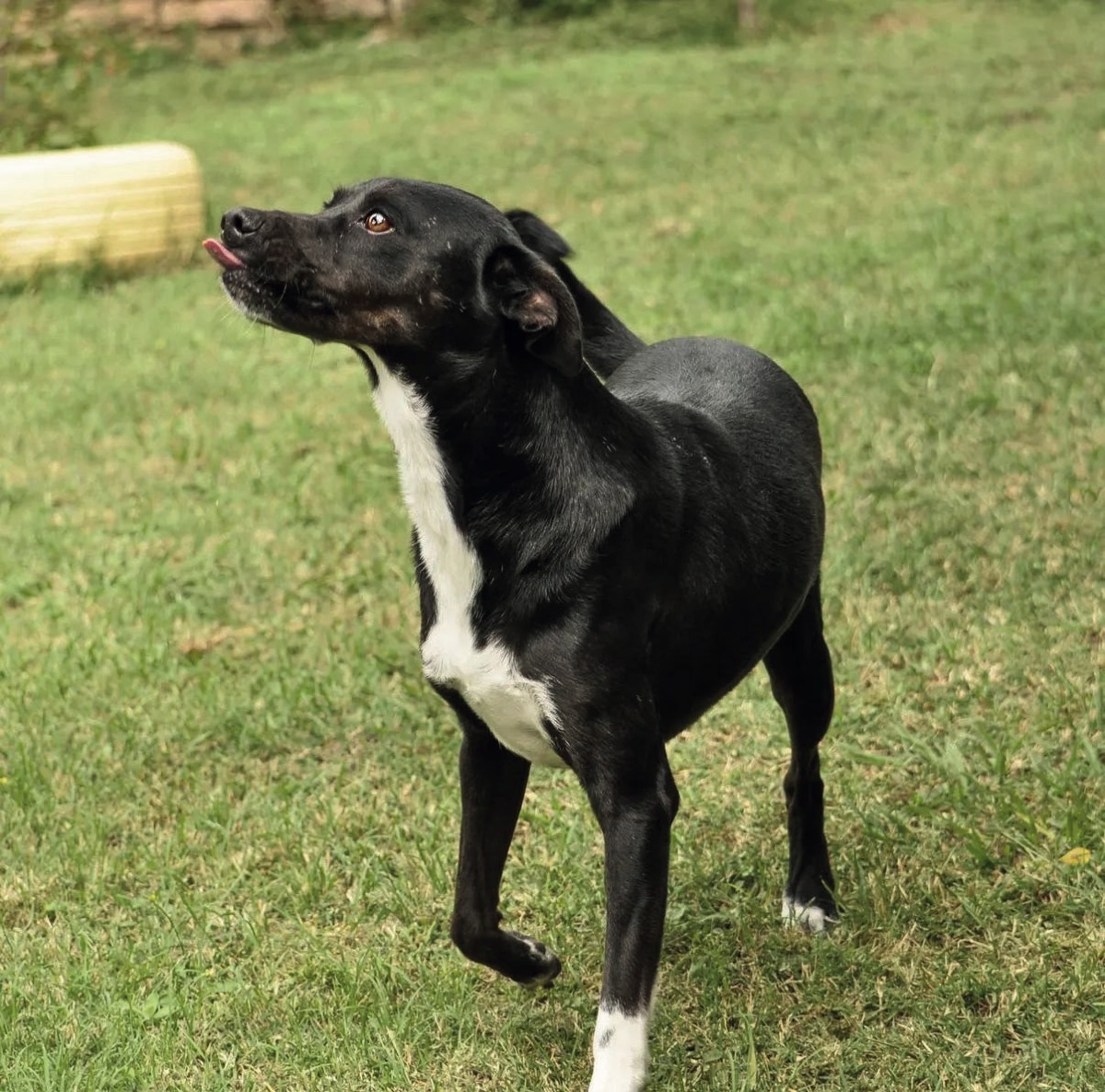 Braulio, perro rescatado de Instinto AC