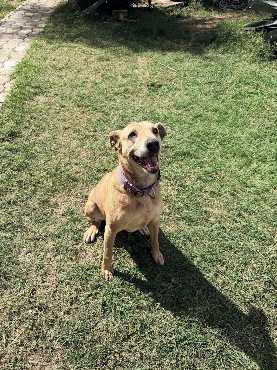 Camila, perro rescatado de Instinto AC