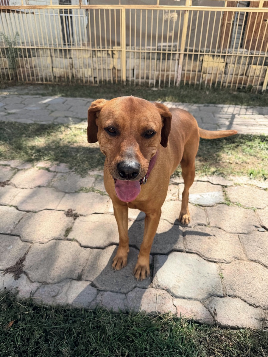 Charlie, perro rescatado de Instinto AC