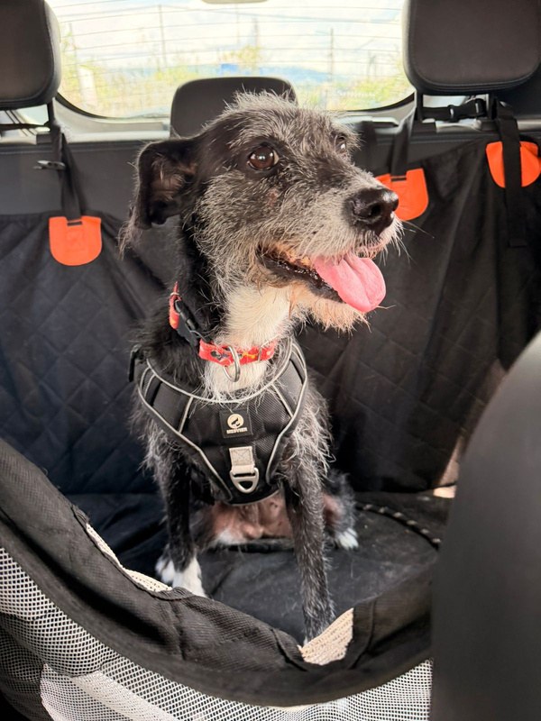 Chipi, perro rescatado de Instinto AC
