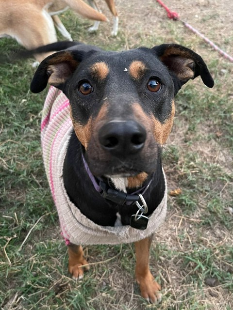 Chocolata, perro rescatado de Instinto AC