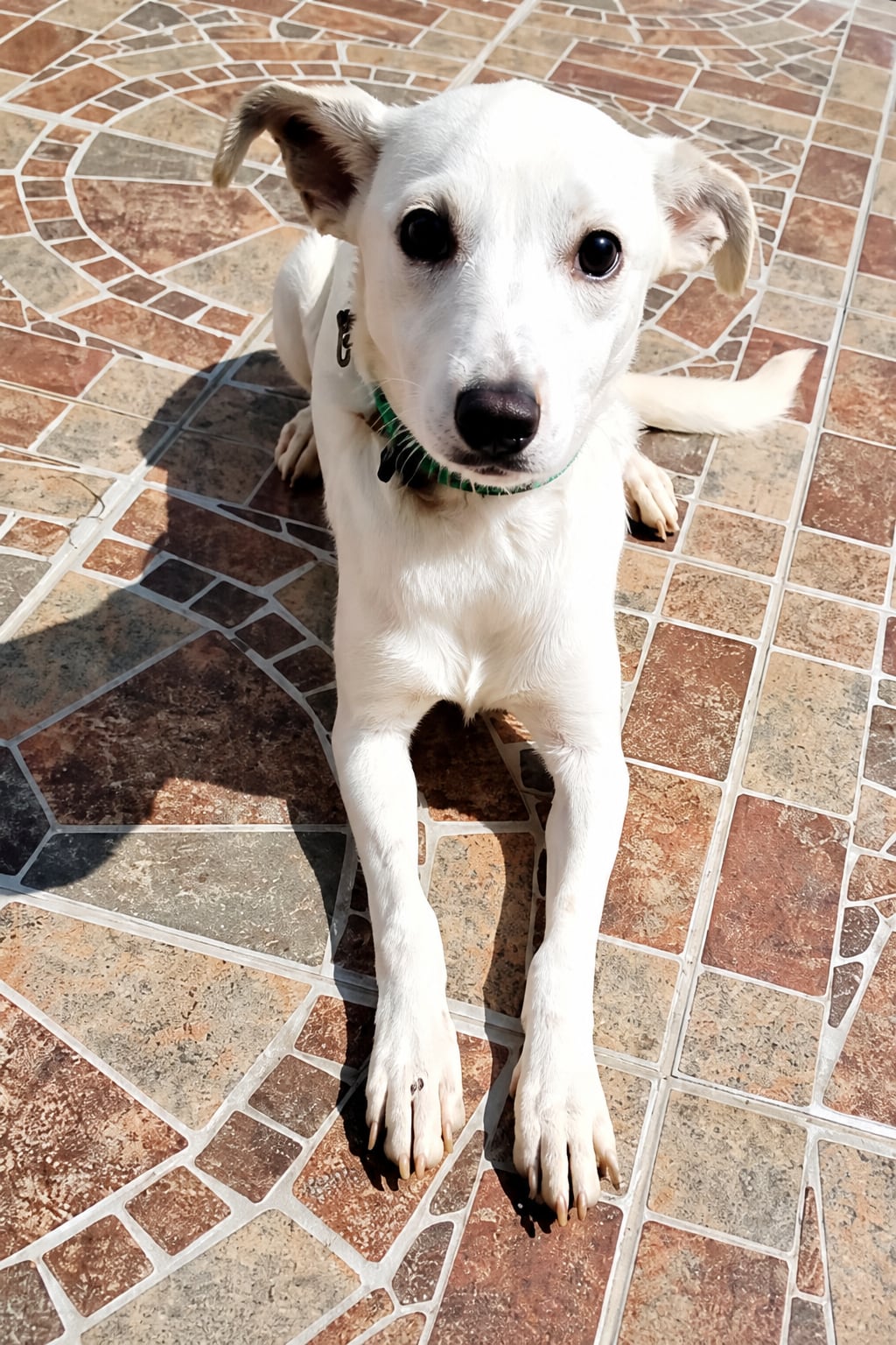 Clara, perro rescatado de Instinto AC