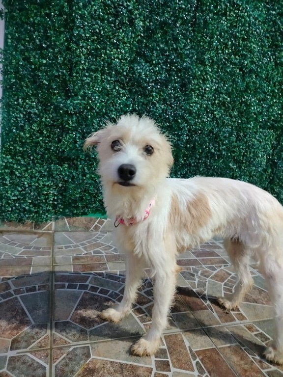 Deysi, perro rescatado de Instinto AC