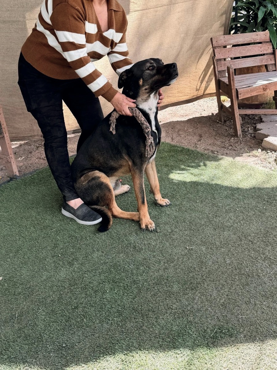 Duke, perro rescatado de Instinto AC