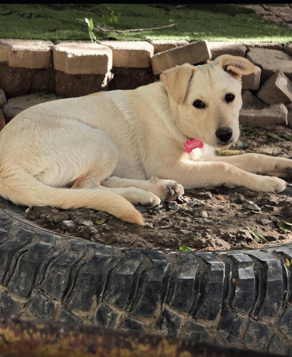 Dulce, perro rescatado de Instinto AC