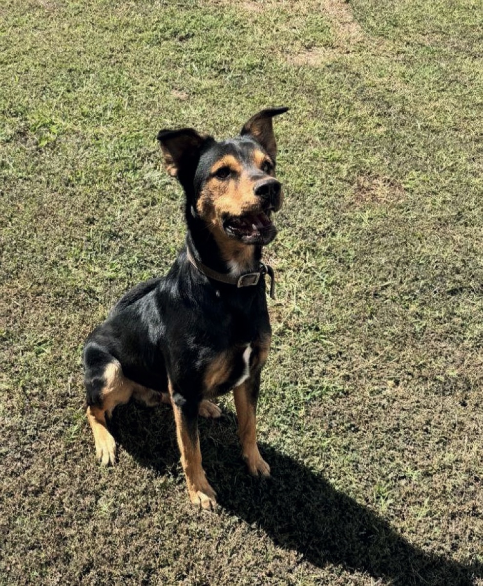 Eiden, perro rescatado de Instinto AC