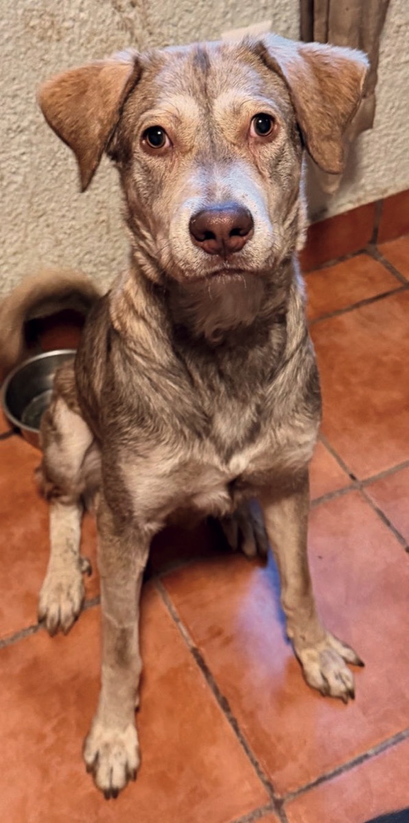 Elvis, perro rescatado de Instinto AC