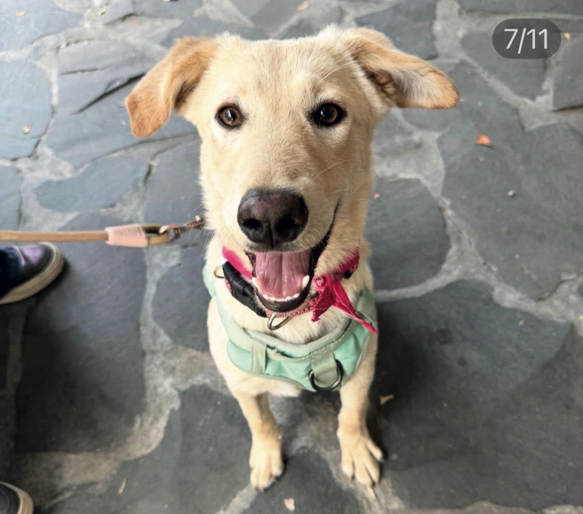 Evee, perro rescatado de Instinto AC