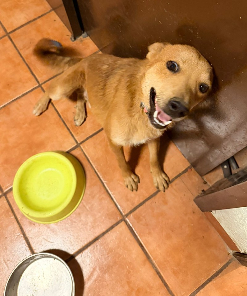 Freddy, perro rescatado de Instinto AC