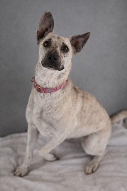 Freya, perro rescatado de Instinto AC