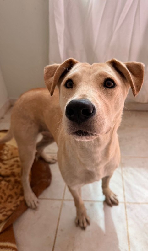 Goldie, perro rescatado de Instinto AC