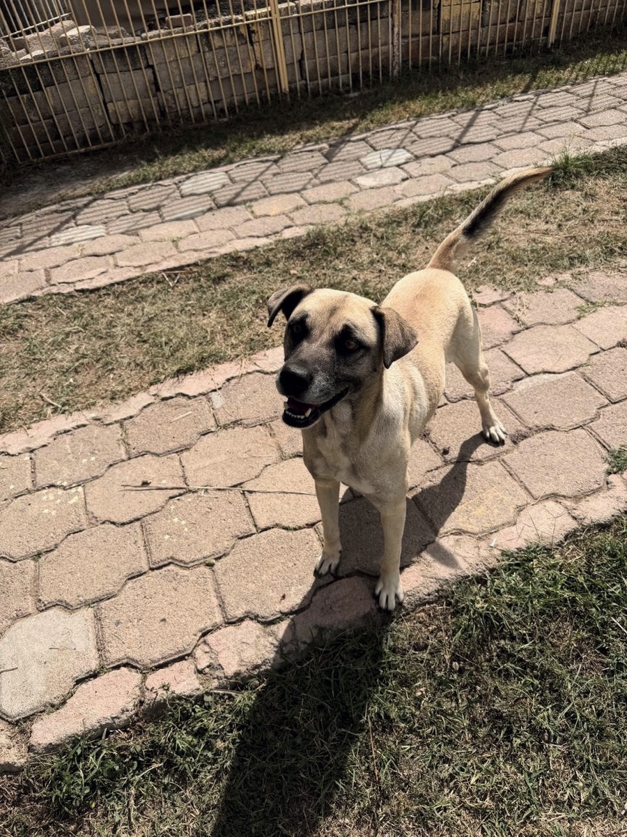 Güera, perro rescatado de Instinto AC
