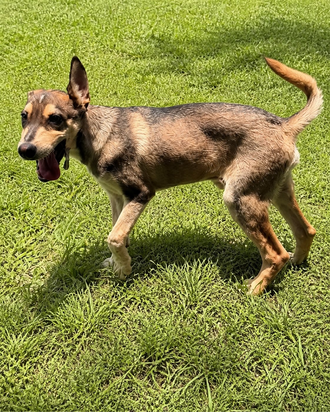 Haaland, perro rescatado de Instinto AC