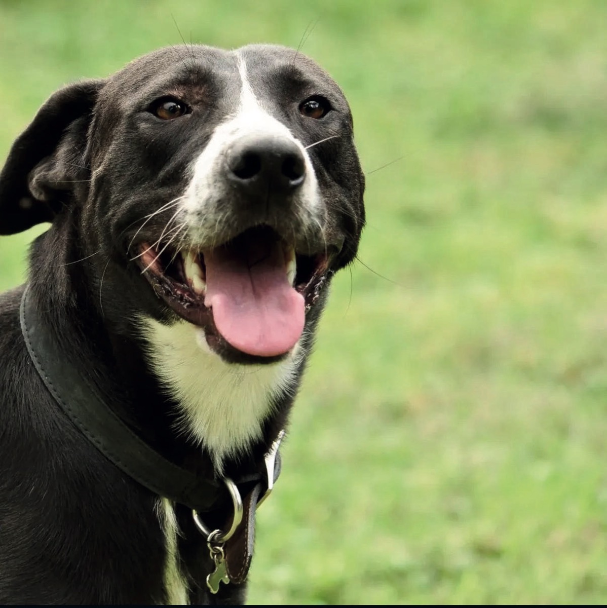 Huesos, perro rescatado de Instinto AC