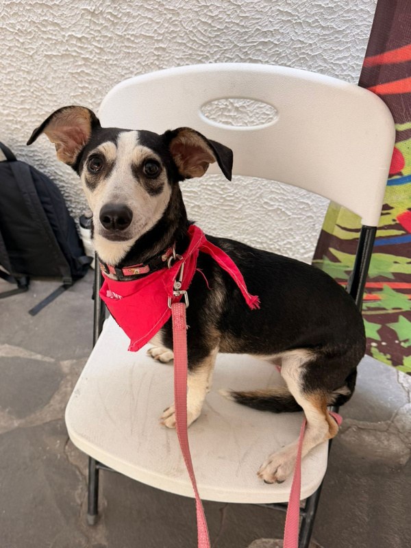 Indie, perro rescatado de Instinto AC
