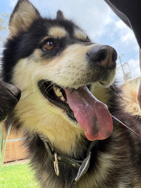 Jack, perro rescatado de Instinto AC
