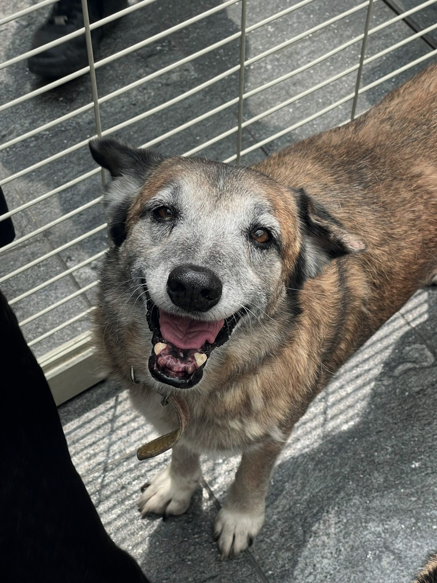 Juan, perro rescatado de Instinto AC