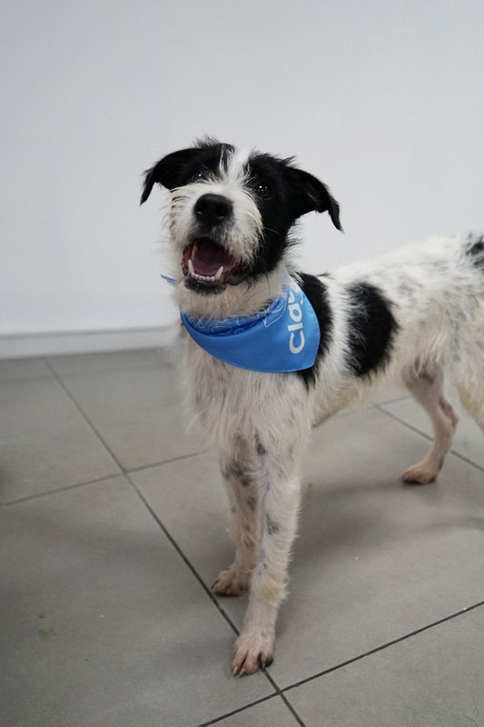 Kika, perro rescatado de Instinto AC