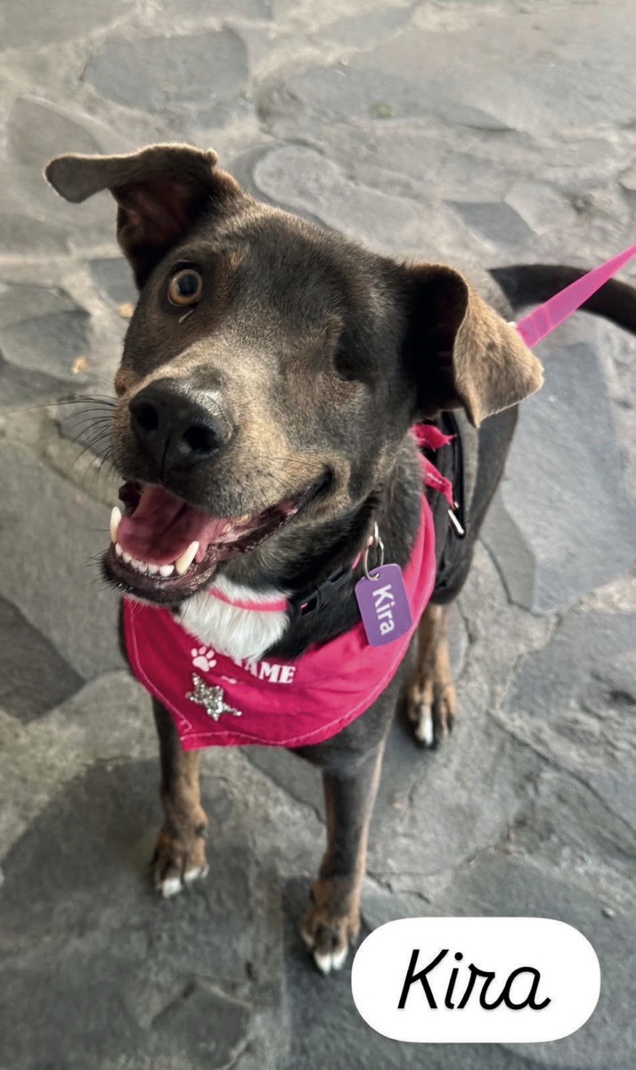Kira, perro rescatado de Instinto AC