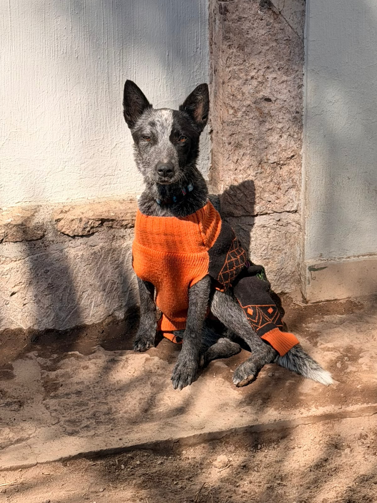 Koda, perro rescatado de Instinto AC