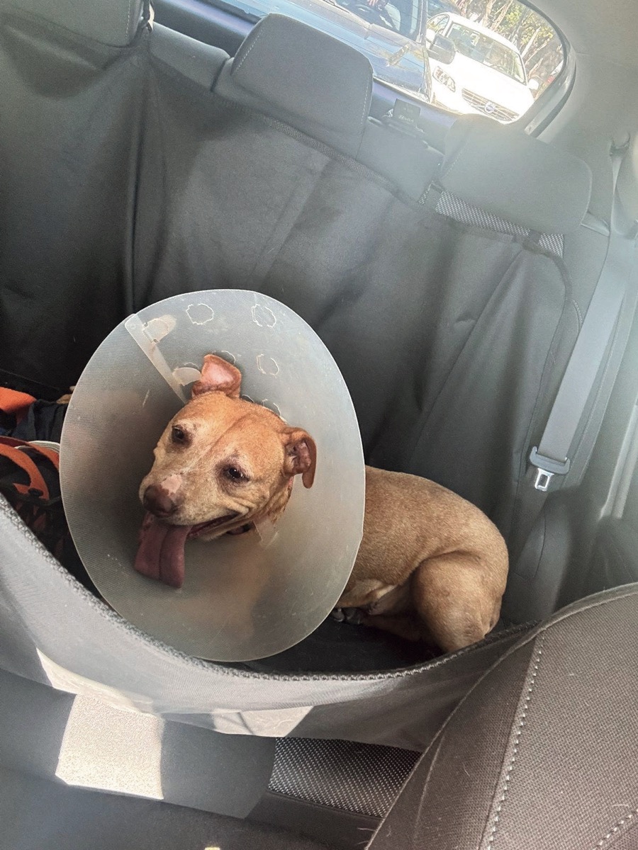 Kranky, perro rescatado de Instinto AC