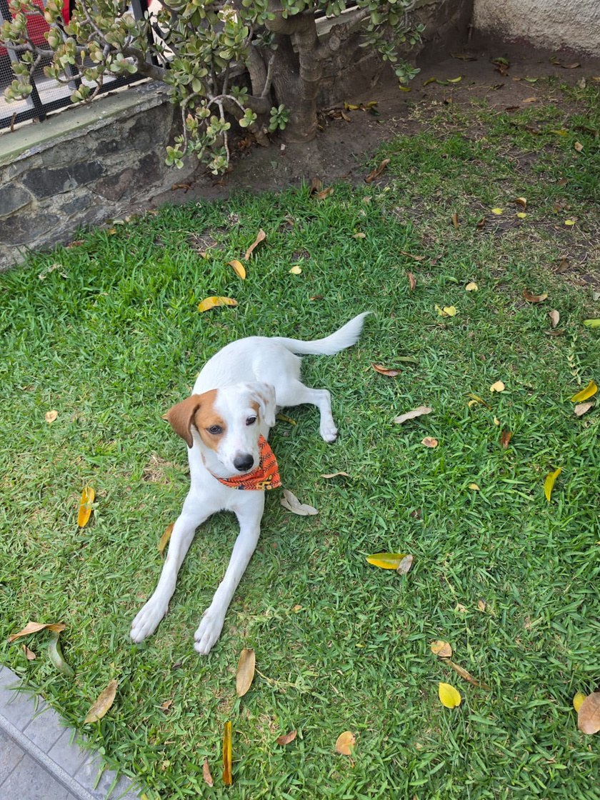 Lester, perro rescatado de Instinto AC