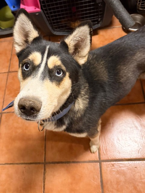 Lobaina, perro rescatado de Instinto AC