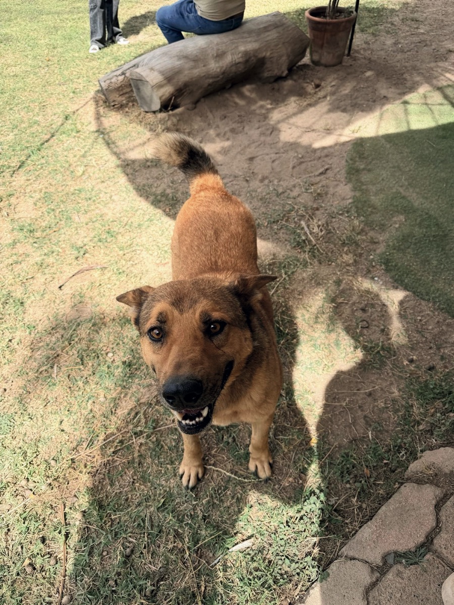 Lucas, perro rescatado de Instinto AC