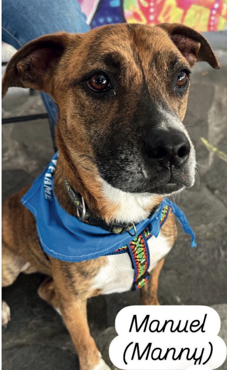 Manuel, perro rescatado de Instinto AC