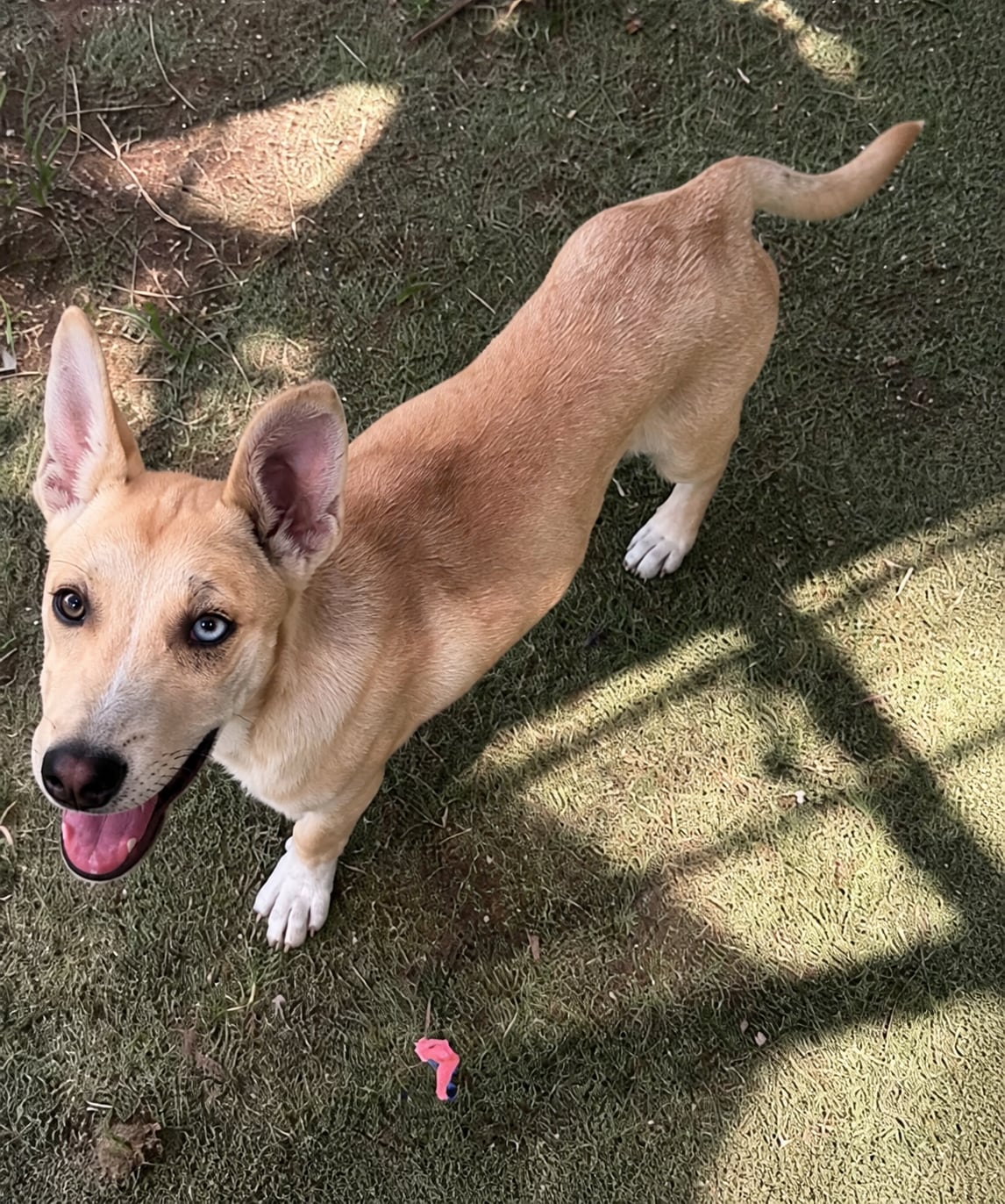 Mika, perro rescatado de Instinto AC