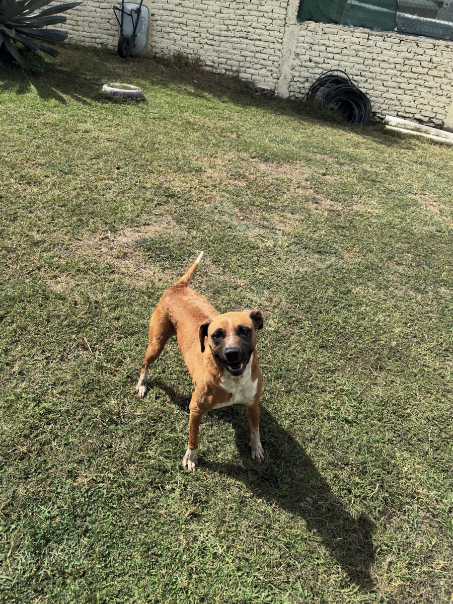 Mila, perro rescatado de Instinto AC