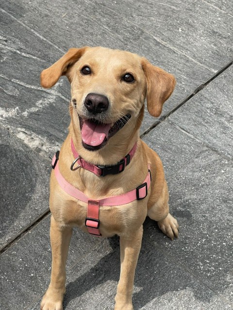 Milay, perro rescatado de Instinto AC
