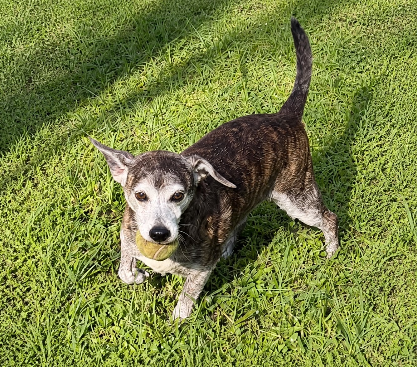 Nico, perro rescatado de Instinto AC