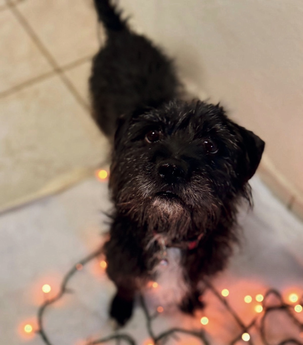 Obby, perro rescatado de Instinto AC