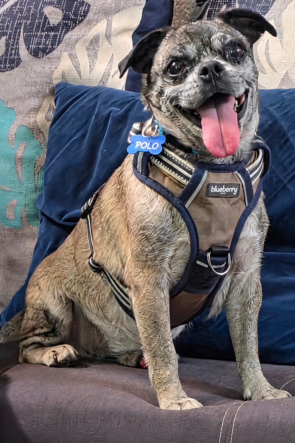 Polo, perro rescatado de Instinto AC