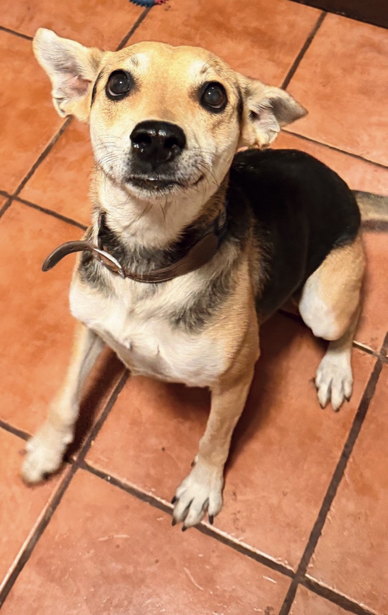 Poly, perro rescatado de Instinto AC
