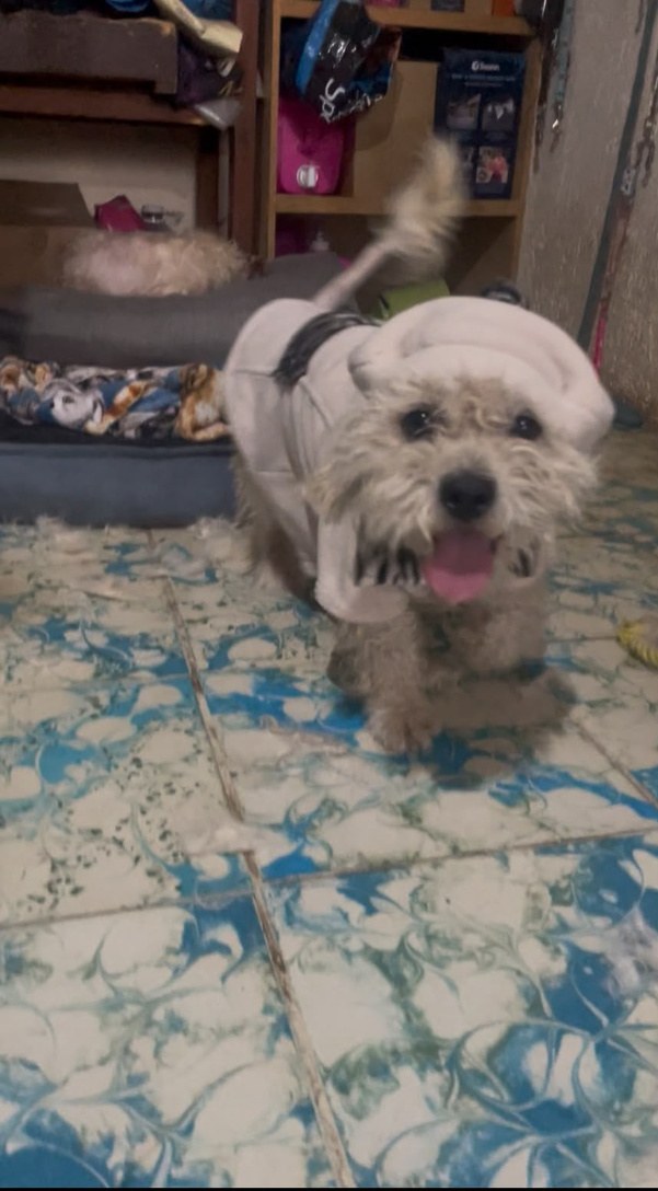Poppy, perro rescatado de Instinto AC