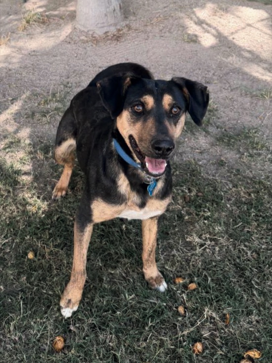 Randy, perro rescatado de Instinto AC
