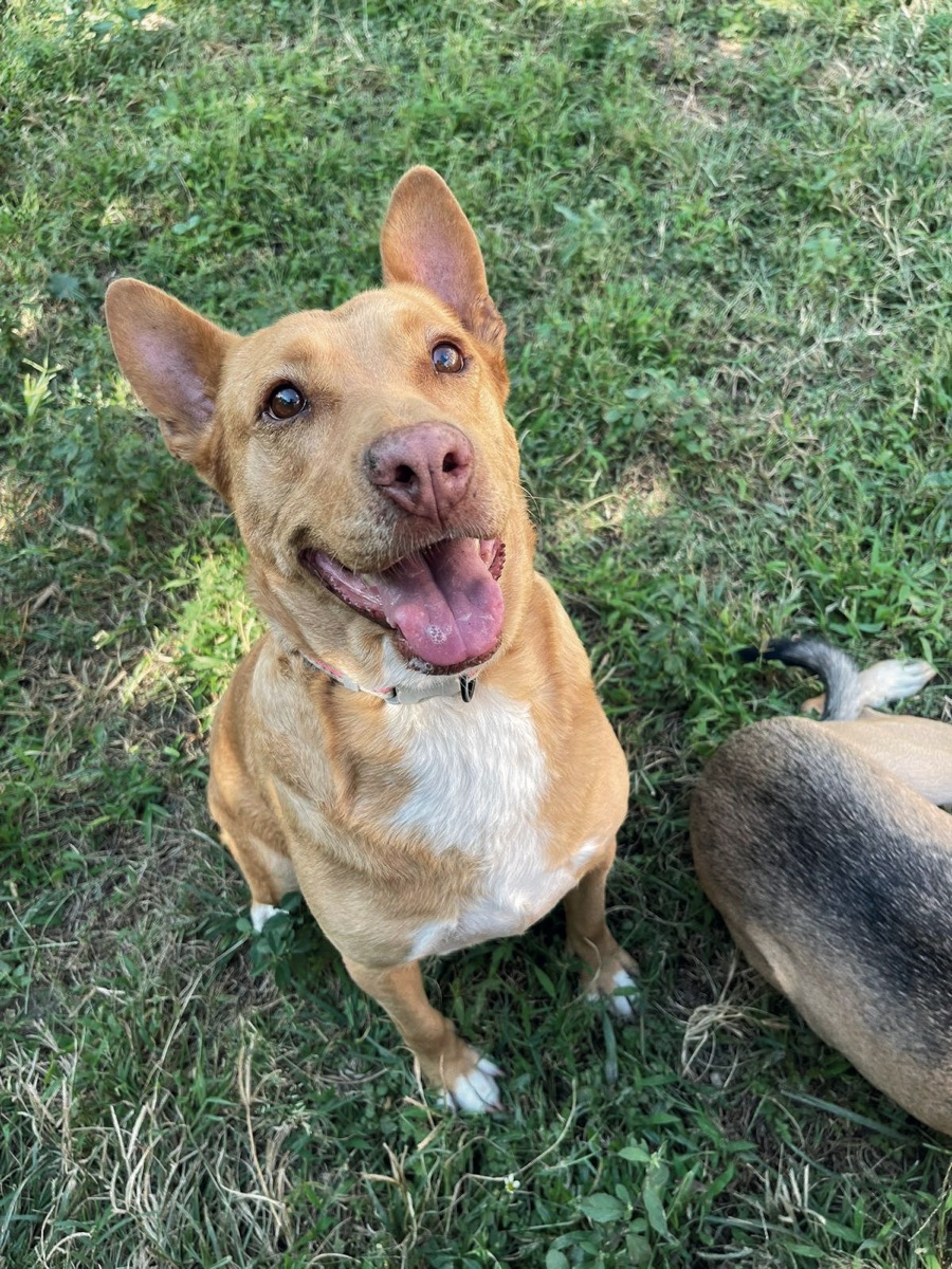Romina, perro rescatado de Instinto AC