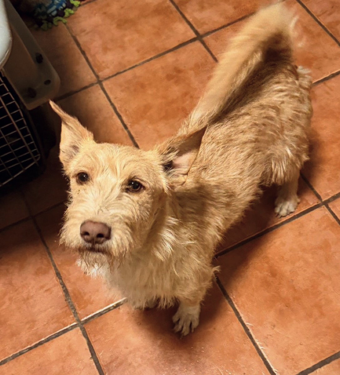Ron, perro rescatado de Instinto AC