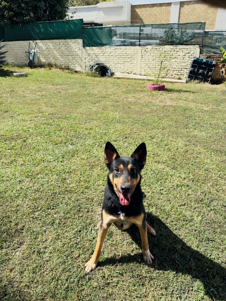 Salomón, perro rescatado de Instinto AC