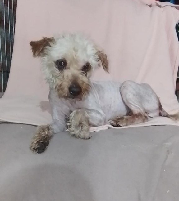 Stella, perro rescatado de Instinto AC