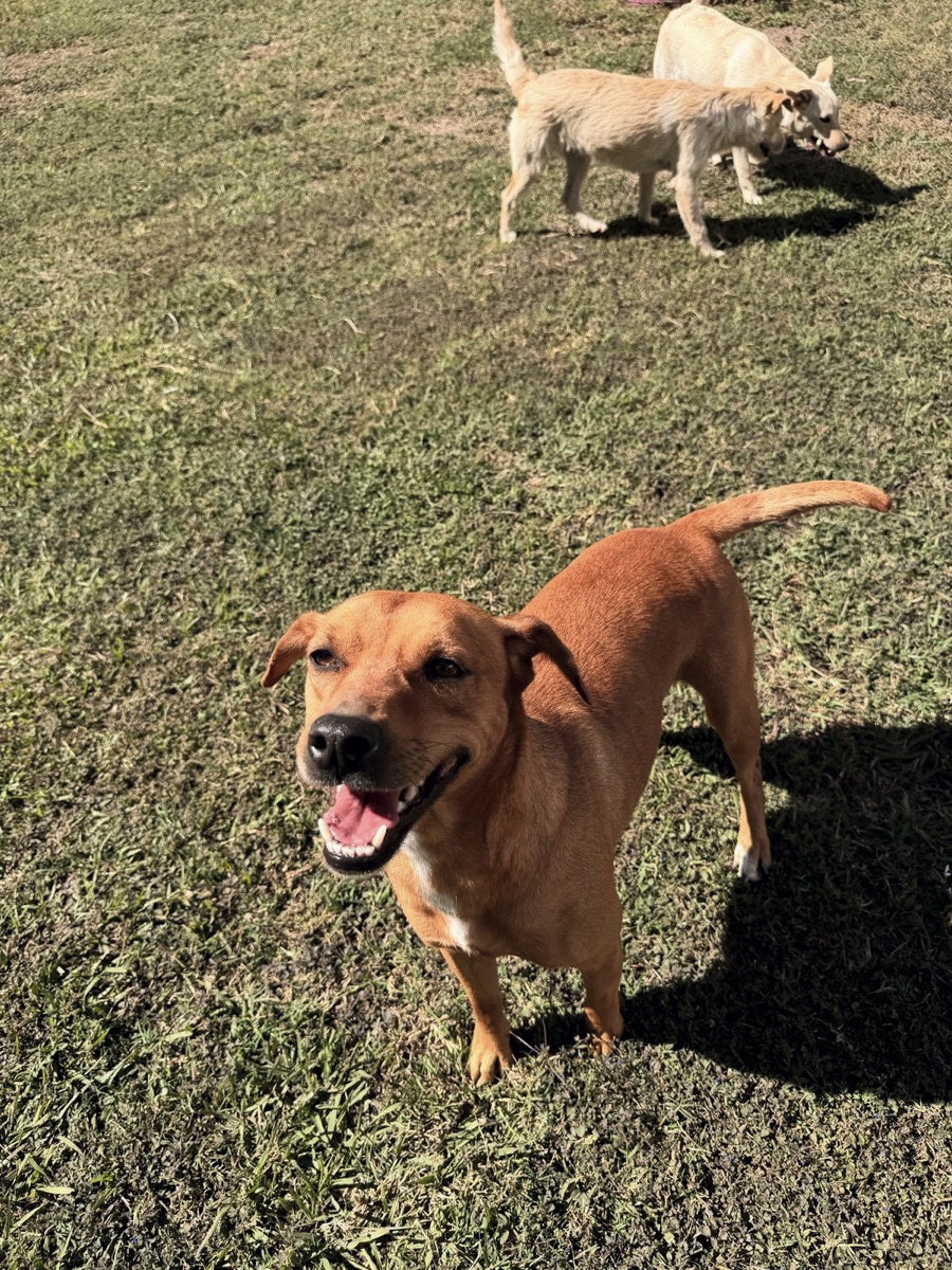 Tamara, perro rescatado de Instinto AC