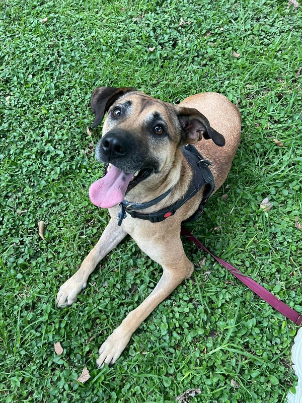 Tobias, perro rescatado de Instinto AC