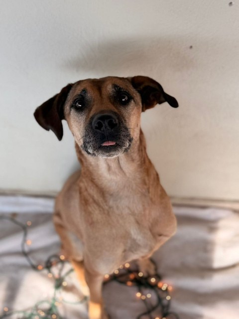 Tobie, perro rescatado de Instinto AC