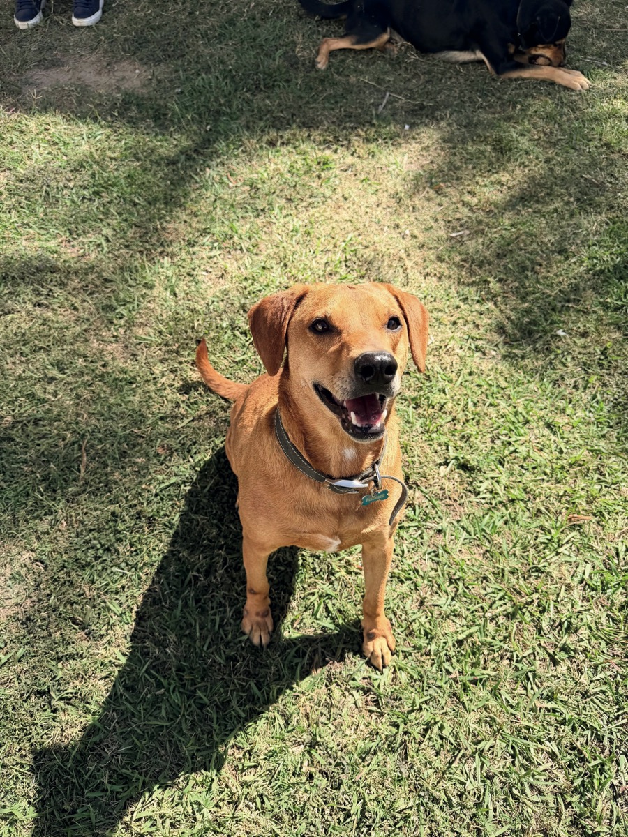Toby, perro rescatado de Instinto AC